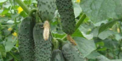 Legabel fruct 2016 srl sells cucumber cucumbers 7-12 cm