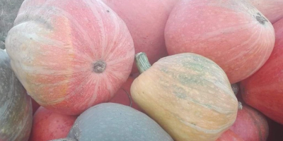 I will sell edible pumpkins straight from the field