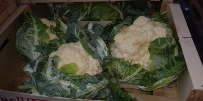 Cauliflower, fresh, Polish, 6 pcs / carton, 390 pcs