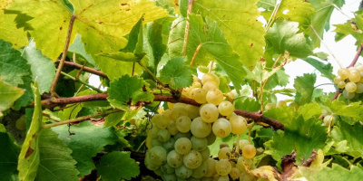 The Muscat Grapes have withered away