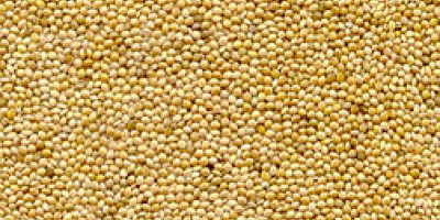 Yellow millet 2019 crop origin Ukraine, Purity 98% Min.