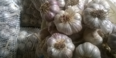 I will sell Harnaś garlic, large heads. Garlic is