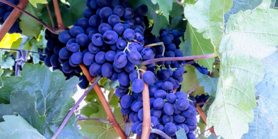 We have for sale Moldova wine grape (only best