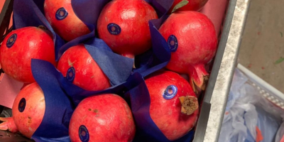 Hello, pomegranates for sale, fruits come from Tunisia, please