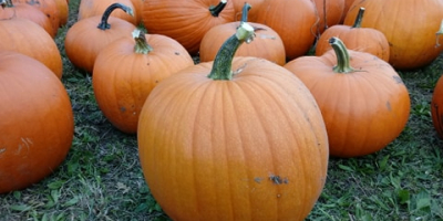 Pumpkins - Halloween variety as well as traditional orange