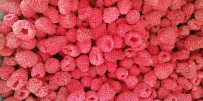 We offer frozen products! Available frozen berries - raspberries,