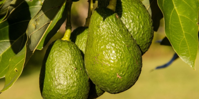 We produce very good quality avocados.
