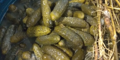 Hello . I sell traditional pickled cucumbers. 5-9 cm