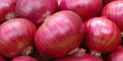 The onion (Allium cepa), also known as the bulb