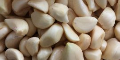 I sell white garlic WhatsApp +380-509-856-820 for more details