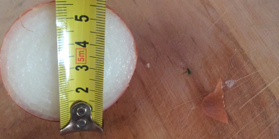 Onion caliber 5-7 cm dry, very pretty