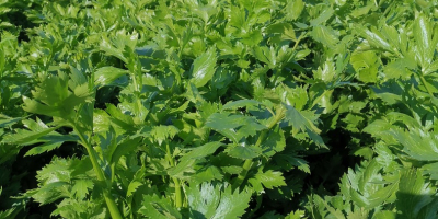 Celery, Tango variety, super healthy, without any paralysis, large
