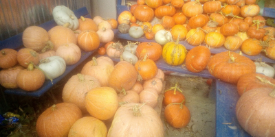 Pumpkin various species without fertilizer.