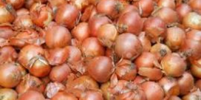 Fresh yellow onion for sell WhatsApp +380-509-856-820 for more