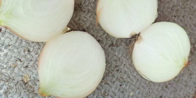Hello, I have to offer white onions in husk,