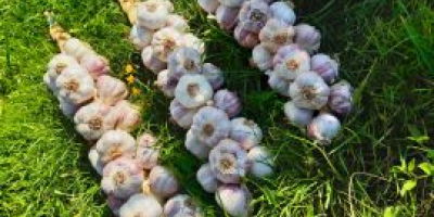 Buy fresh Garlic from Thailand contact Whats App Line: