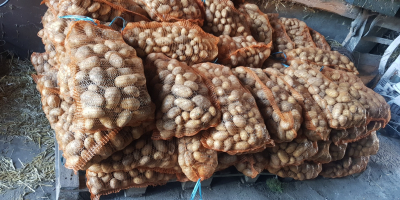 Нудим на продају пољски кромпир од фармера, сорта Куеен