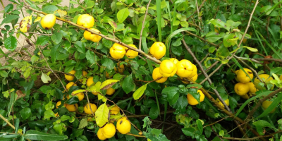 Hello, I have to sell Japanese quince fruit, about