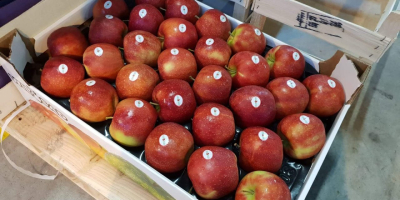 We have available apples from poland with good price.