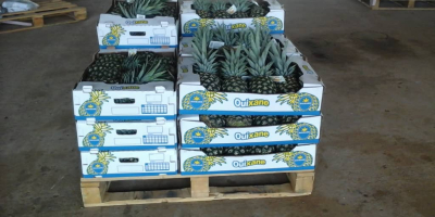 We have available pineapple from Ivory Coast in west