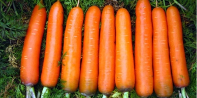 Xiamen China Fresh Red Carrot Product Details Type:Carrot Product