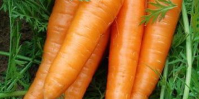 Xiamen China Fresh Red Carrot Product Details Type:Carrot Product