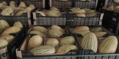 Hello, I have for sale Torpedo Melon. Goods on