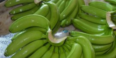 A Cavendish banán elérhető olcsón: Whats App Line: +