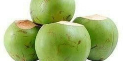 Fresh young whole coconut from EU available contact Whats