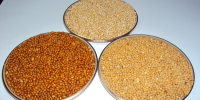Offer Millet fresh crop with any purity needed. Price.