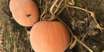 I will sell bambino pumpkins, interested, please contact me