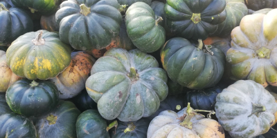 I will sell pumpkins in bulk quantities. Muscat, Hokkaido,