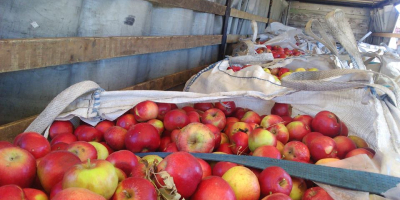 We offer apples from Macedonia. For industry and for