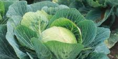 fresh round cabbage / Chinese cabbage Specification: 1-2 kg.