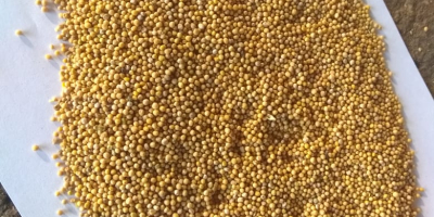 The company sells white mustard seeds of 500 tons.