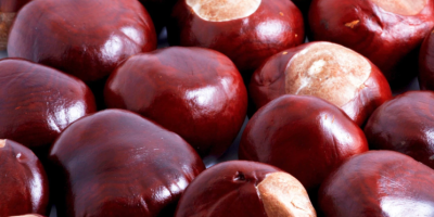Horse chestnuts from Ukraine. We provide all the necessary
