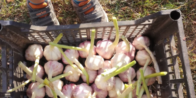 This year&#39;s Harnas garlic 45-50 cm