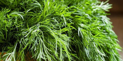 Herbs at higher level of quality and best compitative