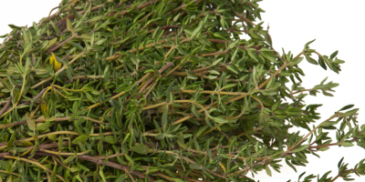 Good thyme from egypt, At high level of quility