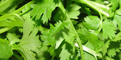 Hi Dear, we have parsley herbs at high quality