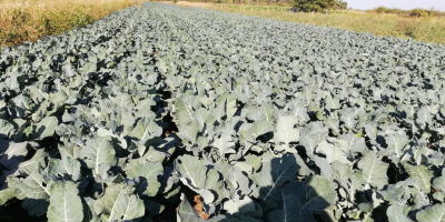 Broccoli este gata. Calibru 1kg