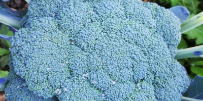 Broccoli este gata. Calibru 1kg