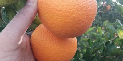 Fresh Orange: Orange Navel: (da novembre a marzo) Taglie: