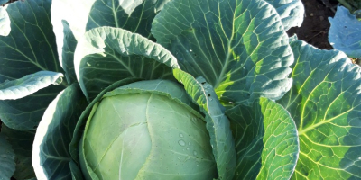 I sell very good quality cabbage