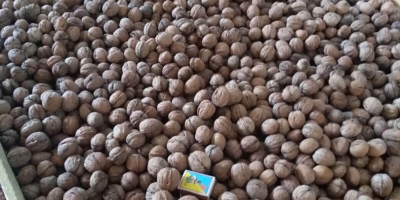 Nuts of any caliber varieties: Costiujeni, Cogălnicean, Cazacu. The