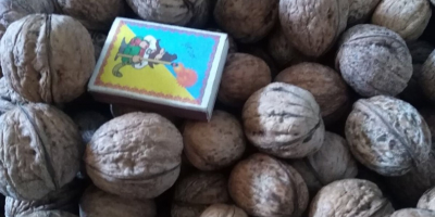 Nuts of any caliber varieties: Costiujeni, Cogălnicean, Cazacu. The