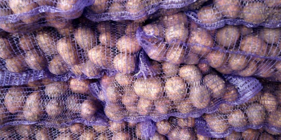 Кромпир доноси плод 201 по најповољнијој велепродајној цени. ФОБ