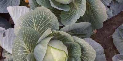 I will sell cabbage, average head weight 5 kg,