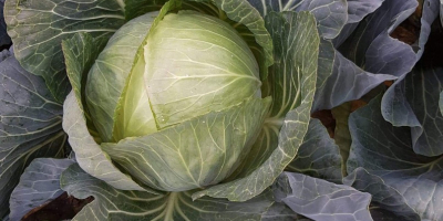 I will sell cabbage, average head weight 5 kg,
