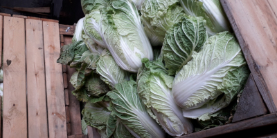 I will sell Chinese cabbage, for more information call